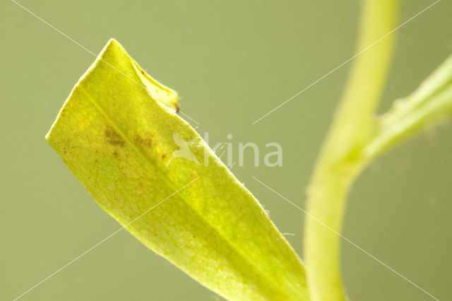 Kamsalamander (Triturus cristatus)