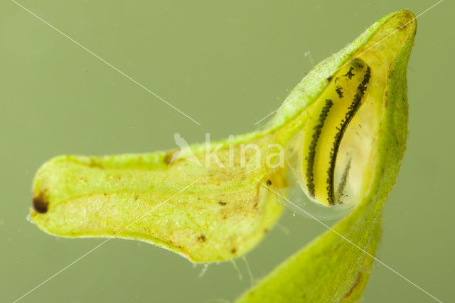 Kamsalamander (Triturus cristatus)