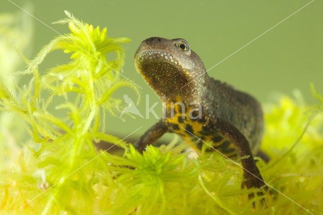 Kamsalamander (Triturus cristatus)