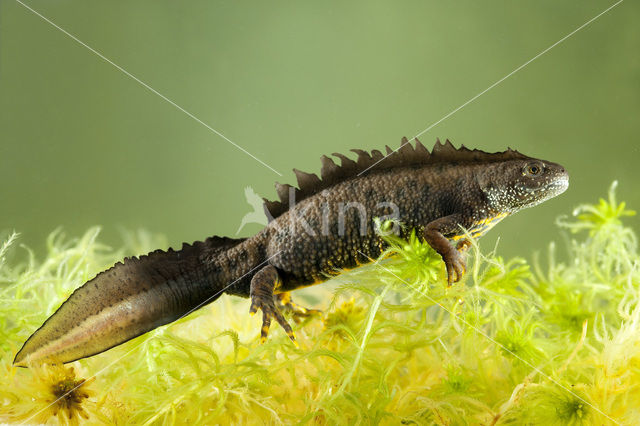 Kamsalamander (Triturus cristatus)