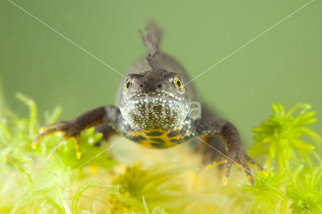 Great Crested Newt