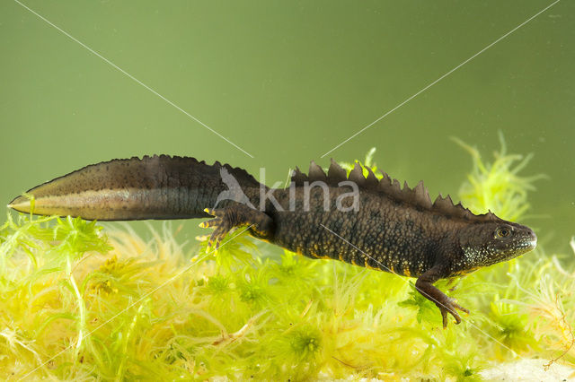 Kamsalamander (Triturus cristatus)