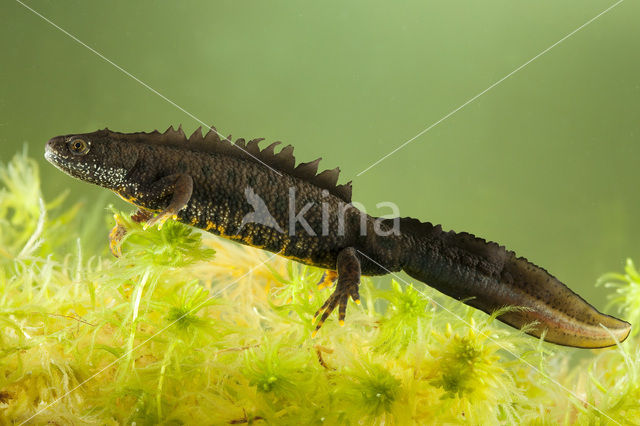 Kamsalamander (Triturus cristatus)