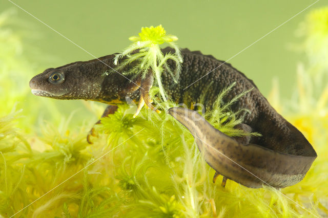 Kamsalamander (Triturus cristatus)