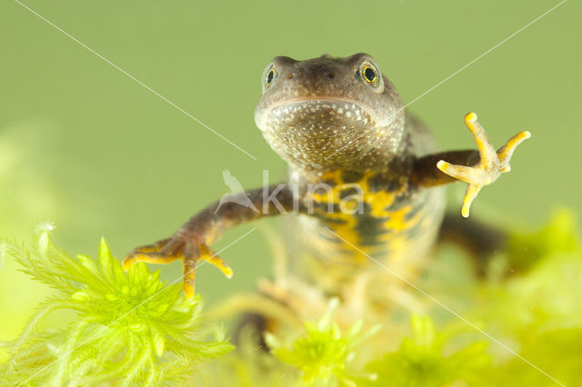 Kamsalamander (Triturus cristatus)