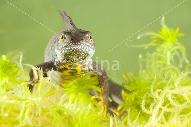 Kamsalamander (Triturus cristatus)