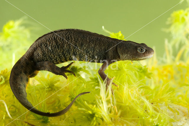 Kamsalamander (Triturus cristatus)