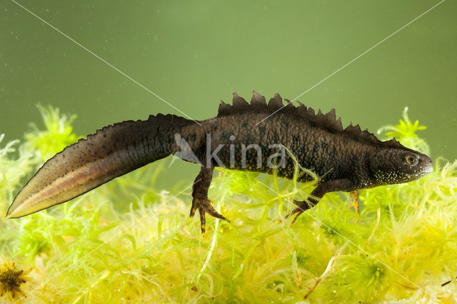 Kamsalamander (Triturus cristatus)