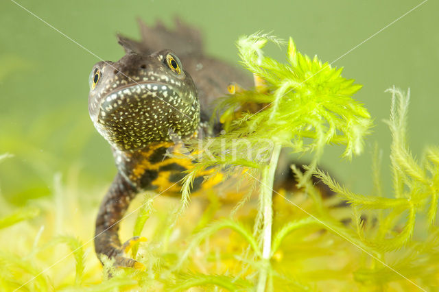 Kamsalamander (Triturus cristatus)