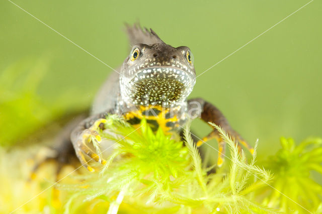 Kamsalamander (Triturus cristatus)