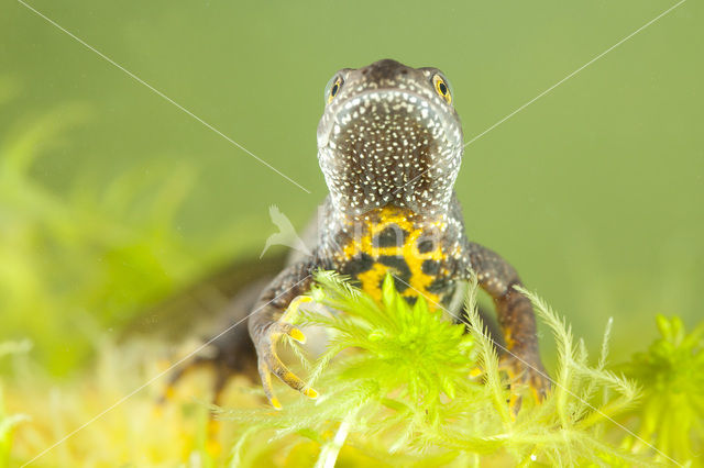 Great Crested Newt