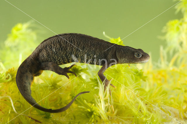 Kamsalamander (Triturus cristatus)