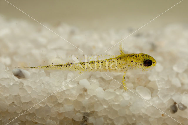 Great Crested Newt