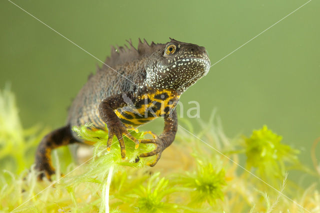 Kamsalamander (Triturus cristatus)