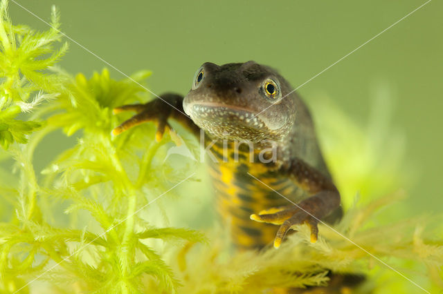 Kamsalamander (Triturus cristatus)