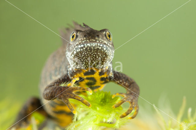 Kamsalamander (Triturus cristatus)