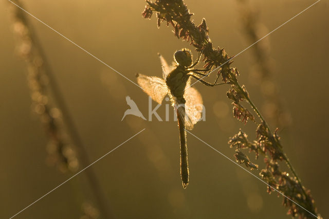 Eurasian red dragonfly (Sympetrum depressiusculum)