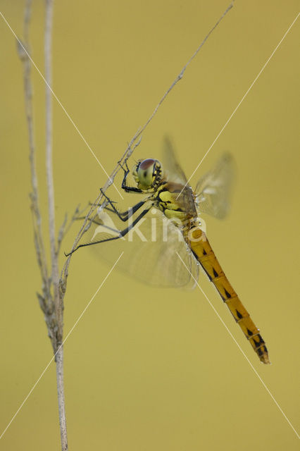 Eurasian red dragonfly (Sympetrum depressiusculum)