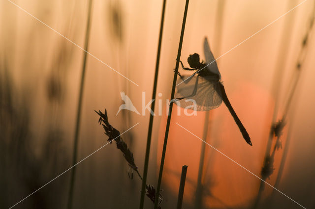 Eurasian red dragonfly (Sympetrum depressiusculum)