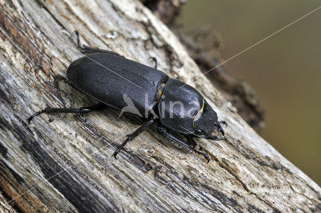 Klein vliegend hert (Dorcus parallelipipedus)