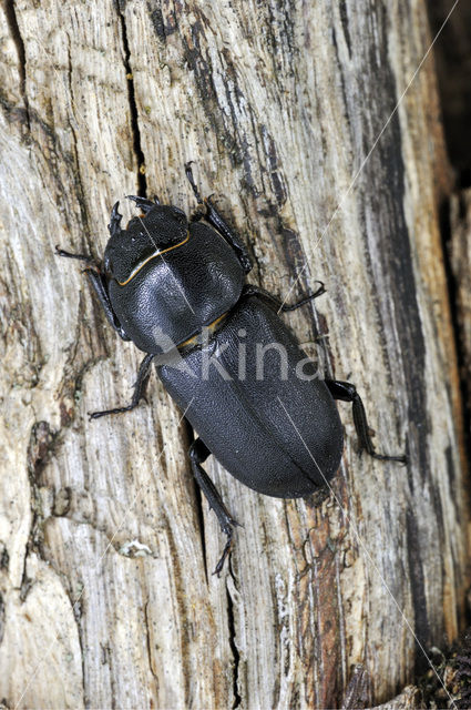 Small Stag Beetle (Dorcus parallelipipedus)