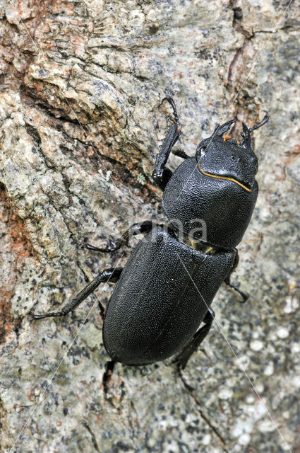 Klein vliegend hert (Dorcus parallelipipedus)