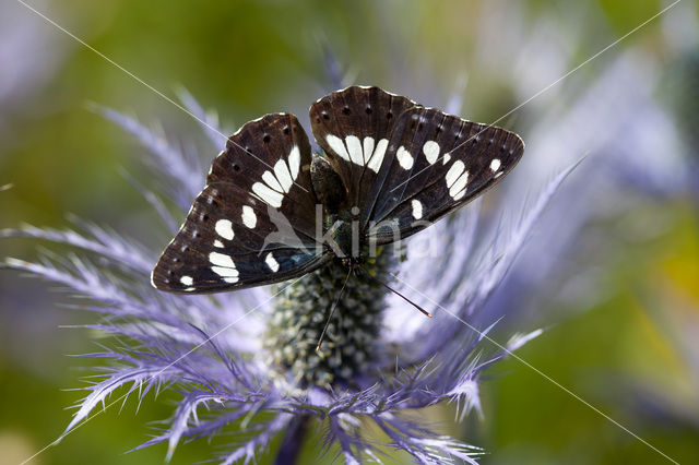 White Admiral (Limenitis camilla)