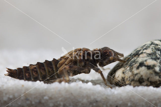 Kleine tanglibel (Onychogomphus forcipatus)