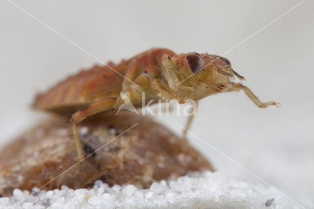 Green-eyed Hooktail (Onychogomphus forcipatus)