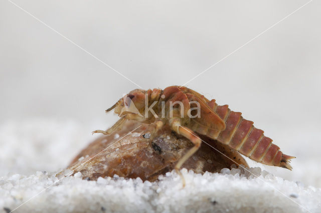 Green-eyed Hooktail (Onychogomphus forcipatus)