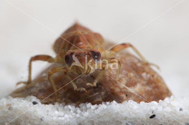 Green-eyed Hooktail (Onychogomphus forcipatus)
