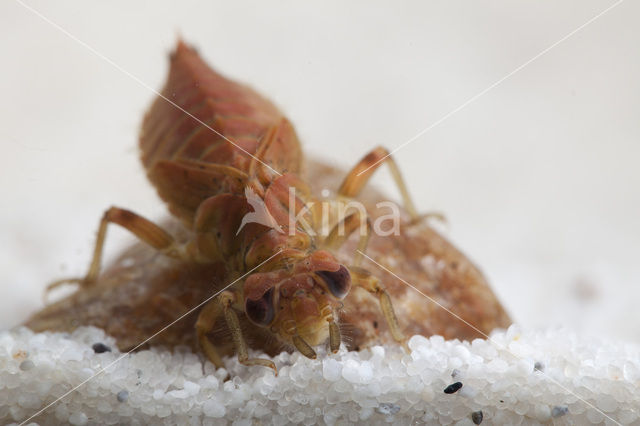 Kleine tanglibel (Onychogomphus forcipatus)