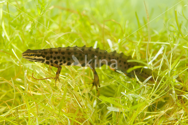 Kleine watersalamander (Lissotriton vulgaris)