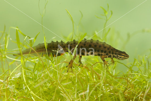 Kleine watersalamander (Lissotriton vulgaris)