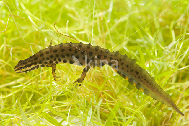 Kleine watersalamander (Lissotriton vulgaris)