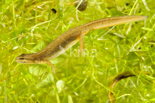 Smooth Newt (Lissotriton vulgaris)