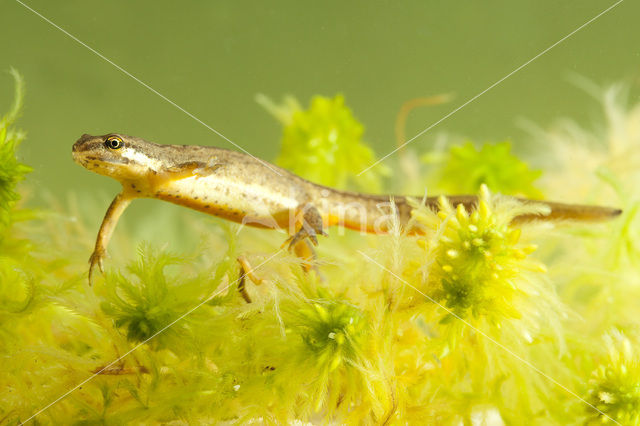 Kleine watersalamander (Lissotriton vulgaris)