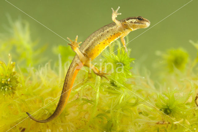 Kleine watersalamander (Lissotriton vulgaris)
