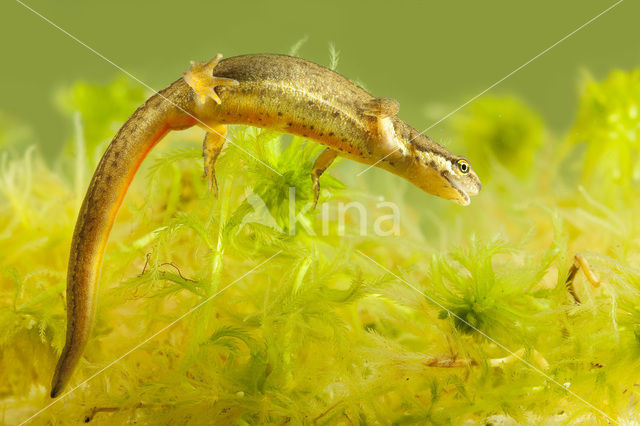 Kleine watersalamander (Lissotriton vulgaris)