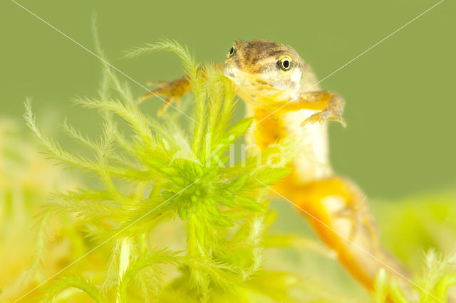 Smooth Newt (Lissotriton vulgaris)