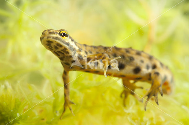 Kleine watersalamander (Lissotriton vulgaris)