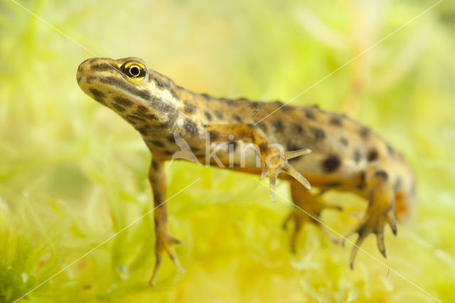 Smooth Newt (Lissotriton vulgaris)