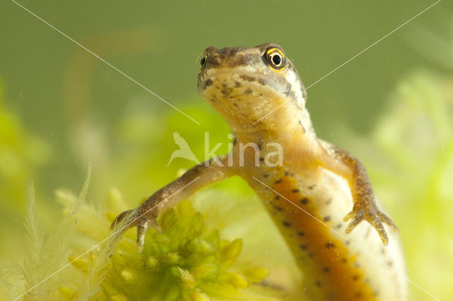 Kleine watersalamander (Lissotriton vulgaris)