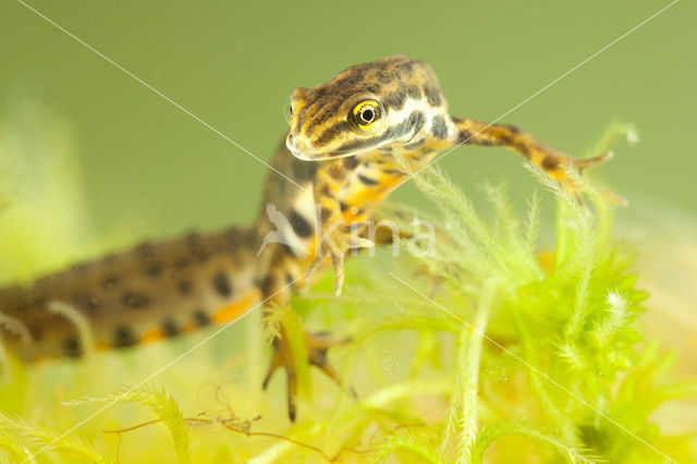 Kleine watersalamander (Lissotriton vulgaris)