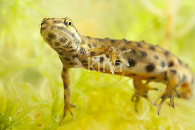 Kleine watersalamander (Lissotriton vulgaris)