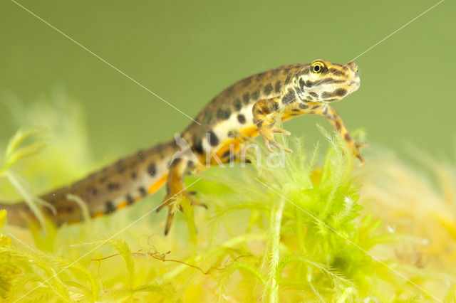 Kleine watersalamander (Lissotriton vulgaris)