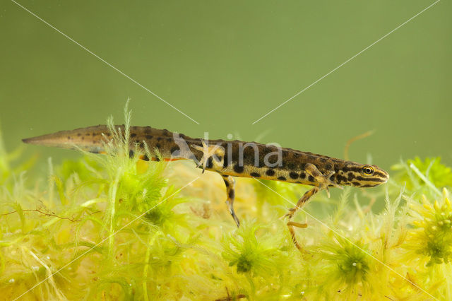 Kleine watersalamander (Lissotriton vulgaris)