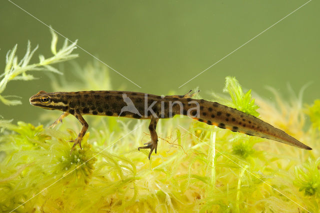 Kleine watersalamander (Lissotriton vulgaris)