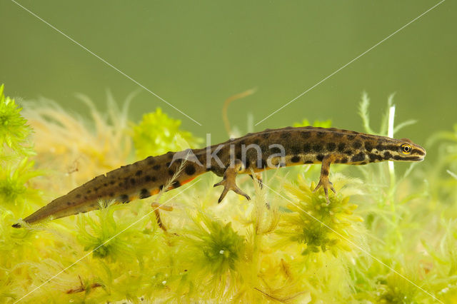 Kleine watersalamander (Lissotriton vulgaris)