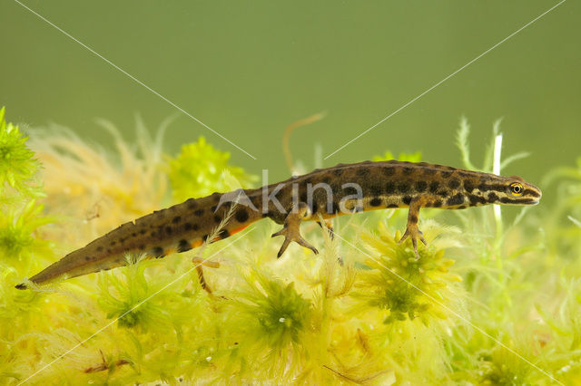 Smooth Newt (Lissotriton vulgaris)
